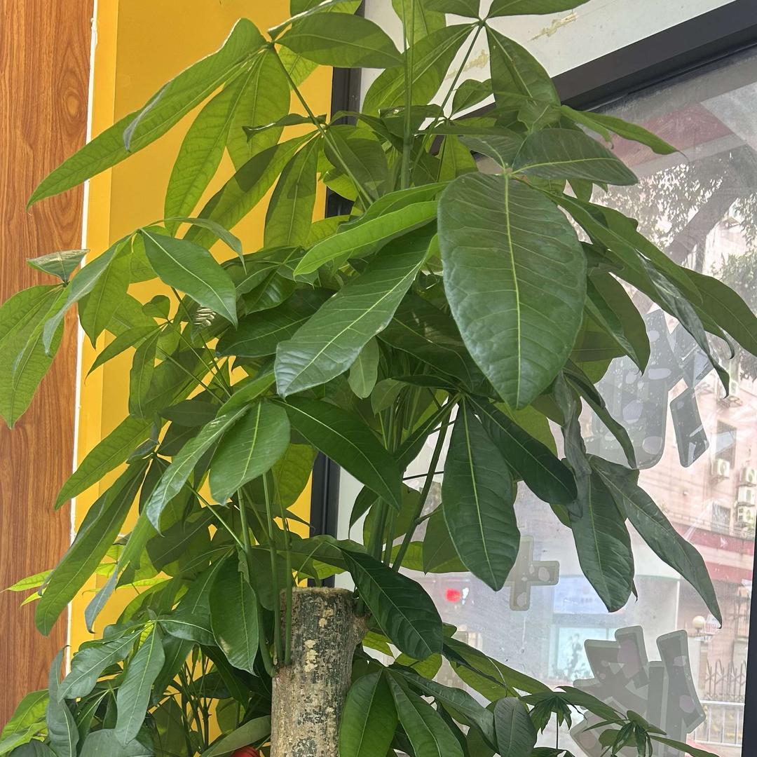 陕西专业修脚坊（番禺市桥店）