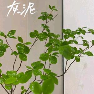 兰州艺术漆大师兄