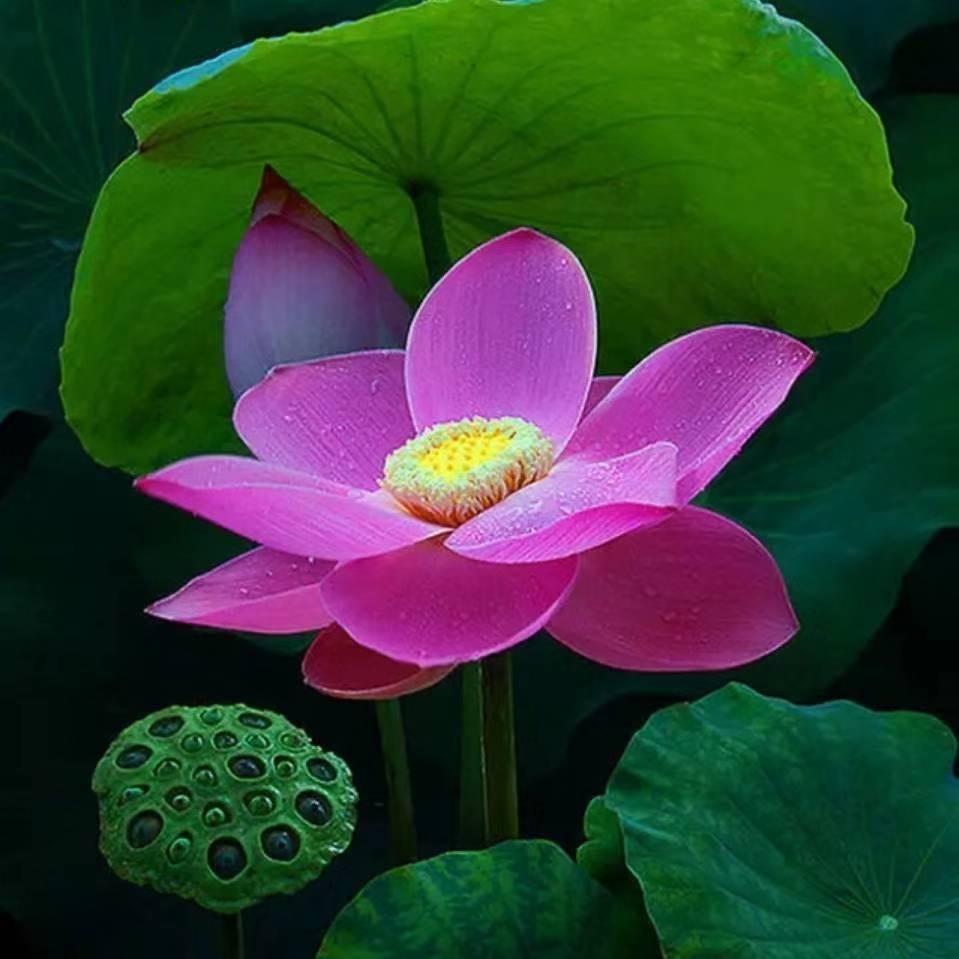 枝莫-日常号