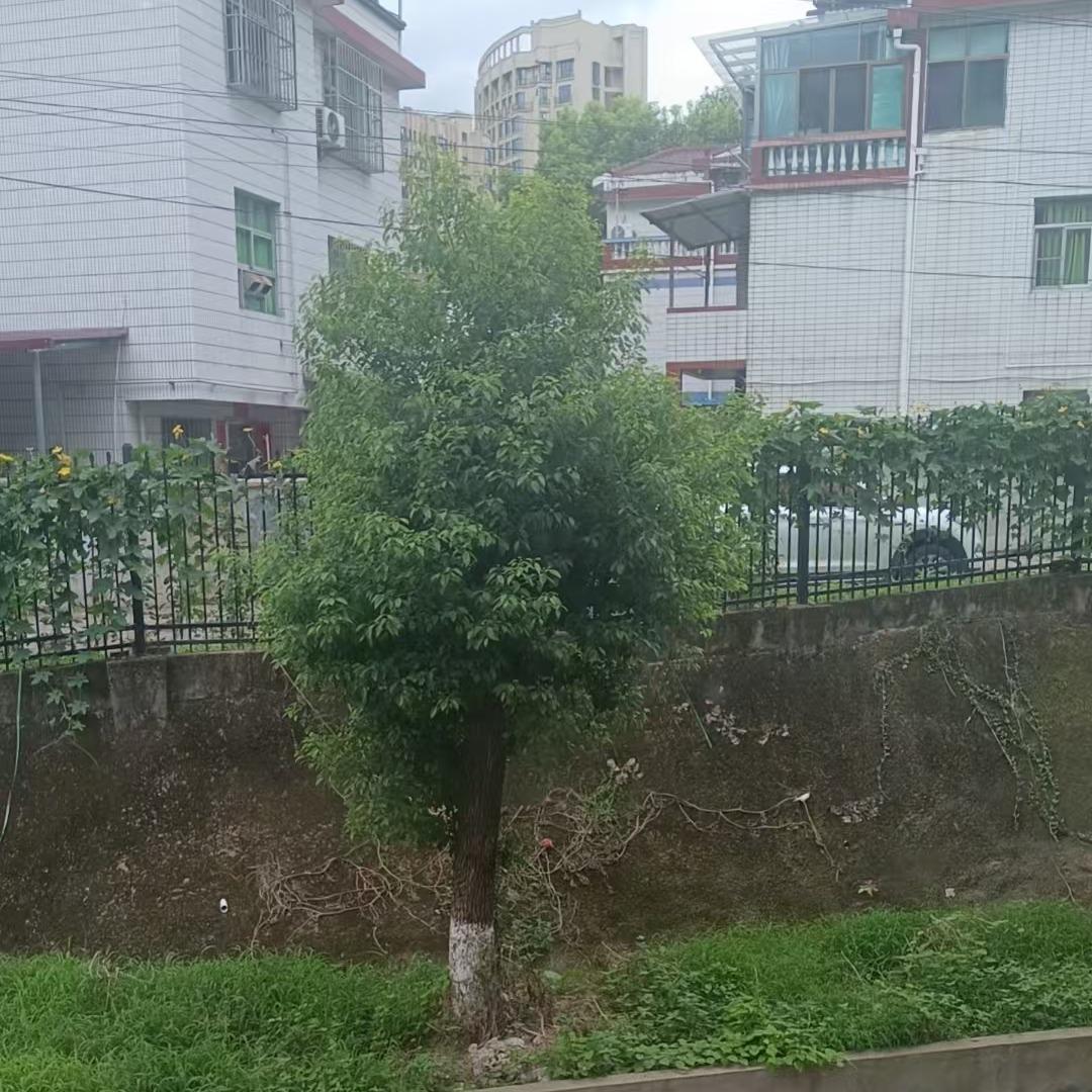 一晨一诺好物分享