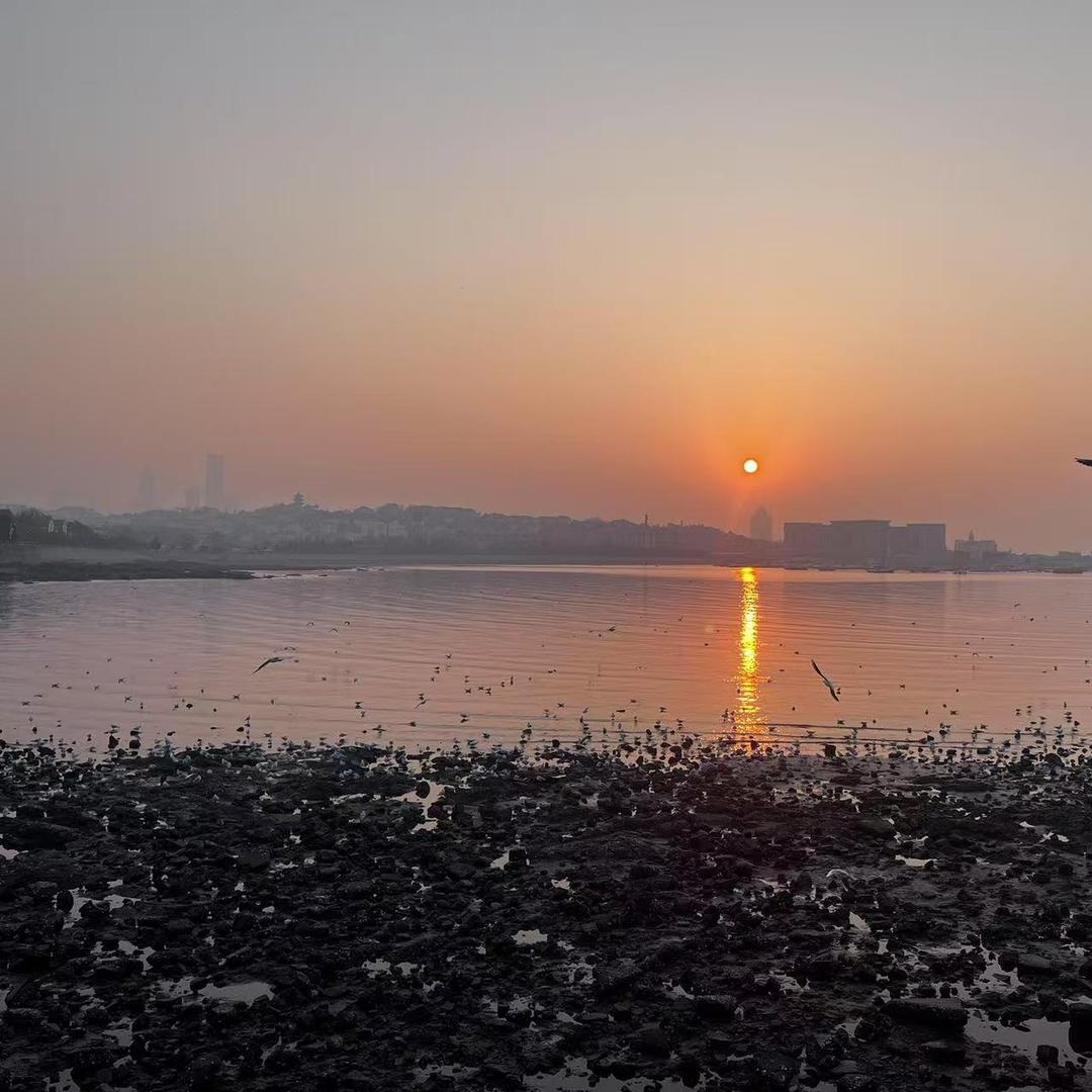 敬品网络梅直播1号