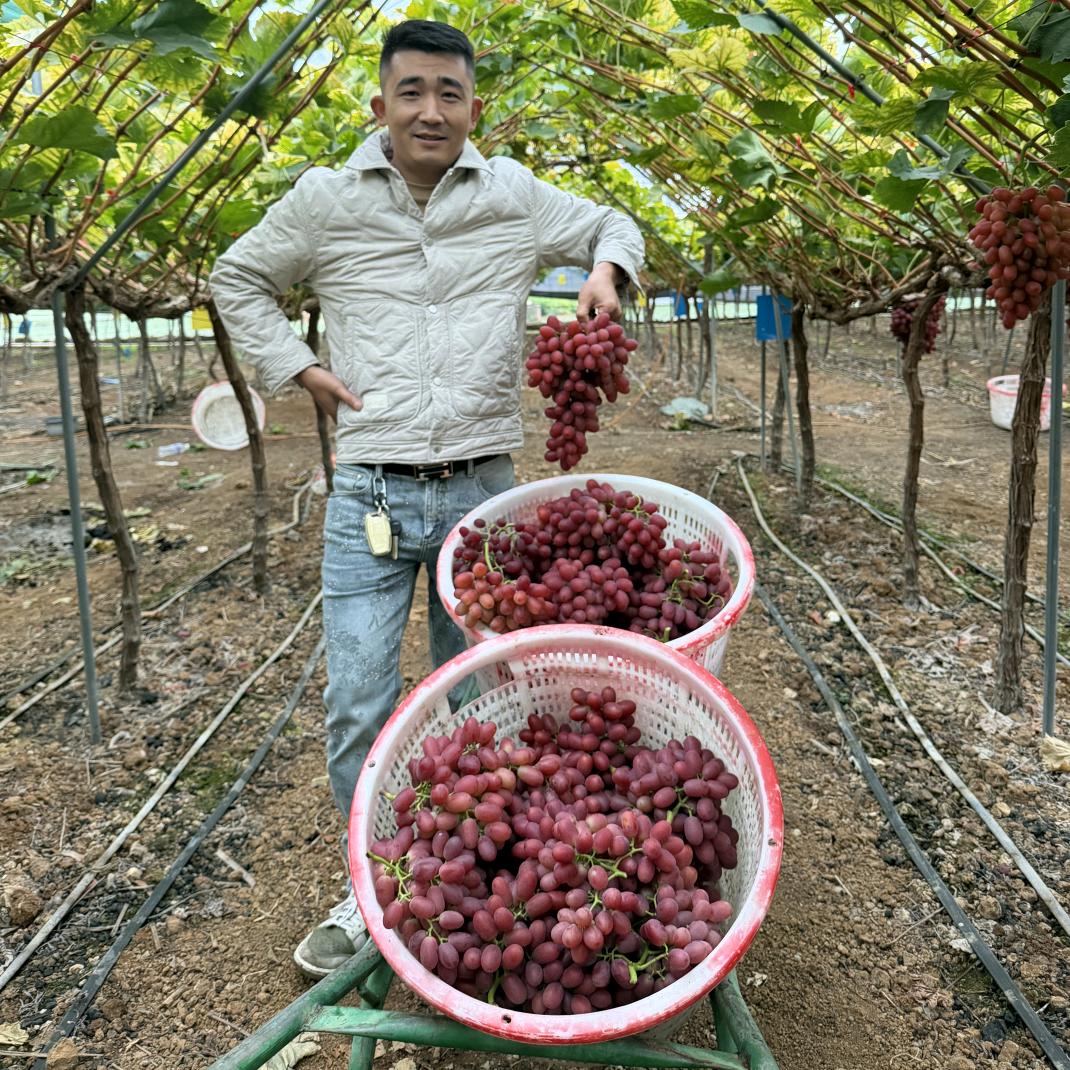 正杰果业（西昌葡萄供应）