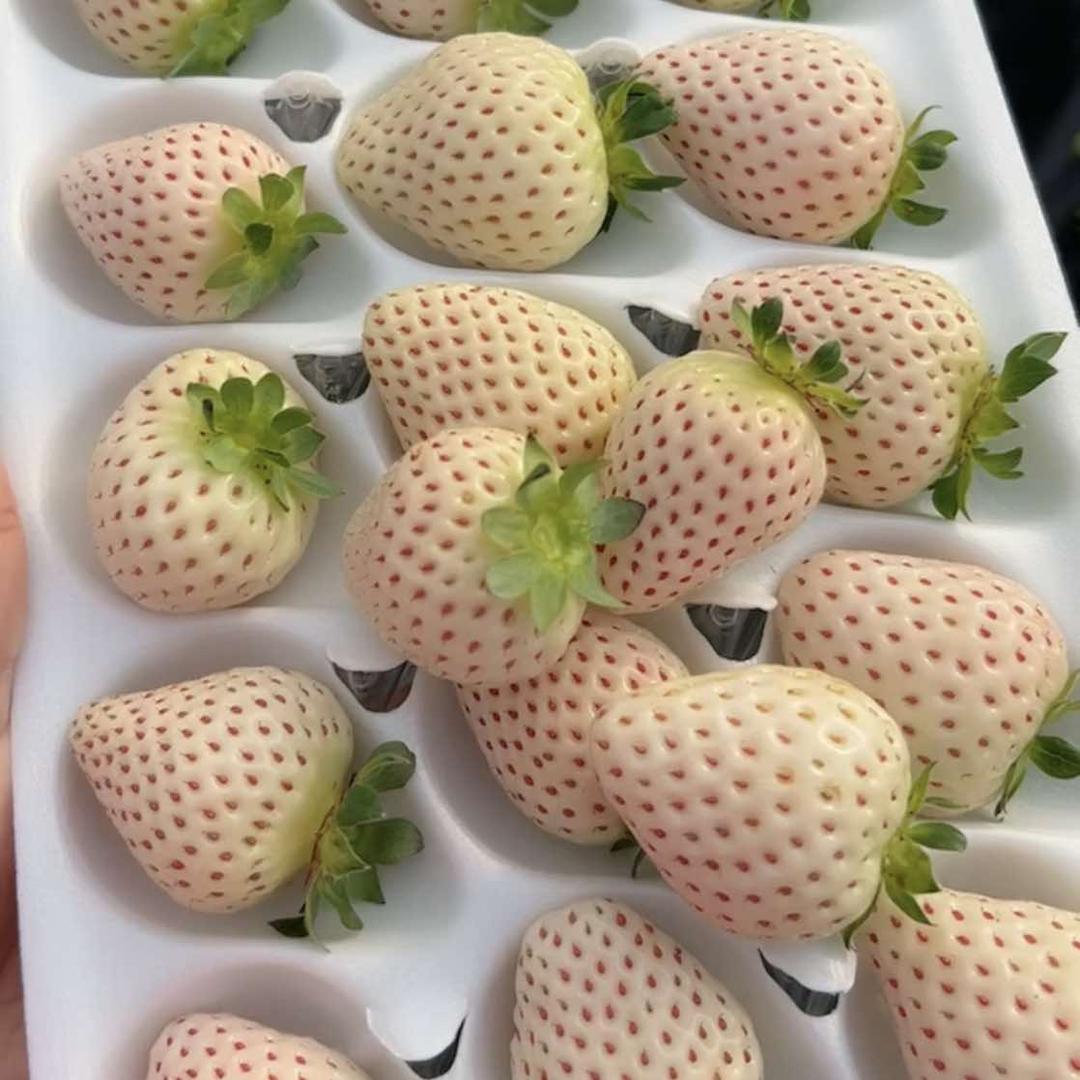 果味香草莓园官方号