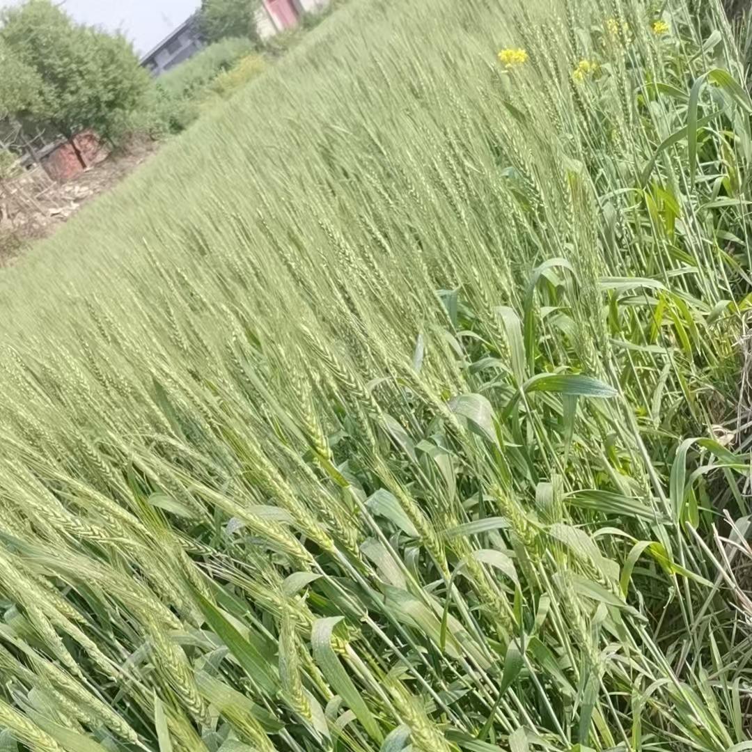 西西里扶余市登香沐服装馆开播号