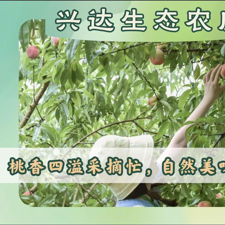 兴达农庄-熊老板