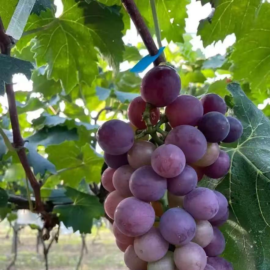 3广州诚家网络科技有限公司宠粉号