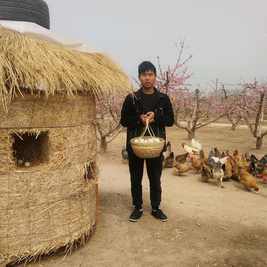 太康焦堂桃园土鸡蛋