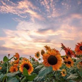 饭谷町鑫鑫蜡3-经营号