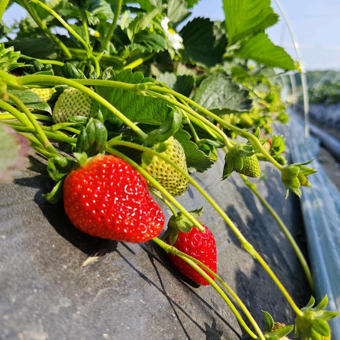 孙记牛奶草莓采摘园官方号