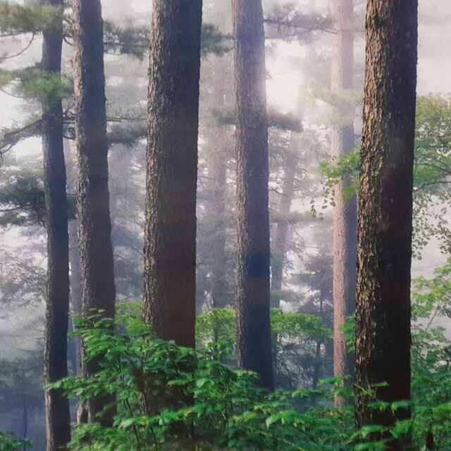 森林浴度假山庄