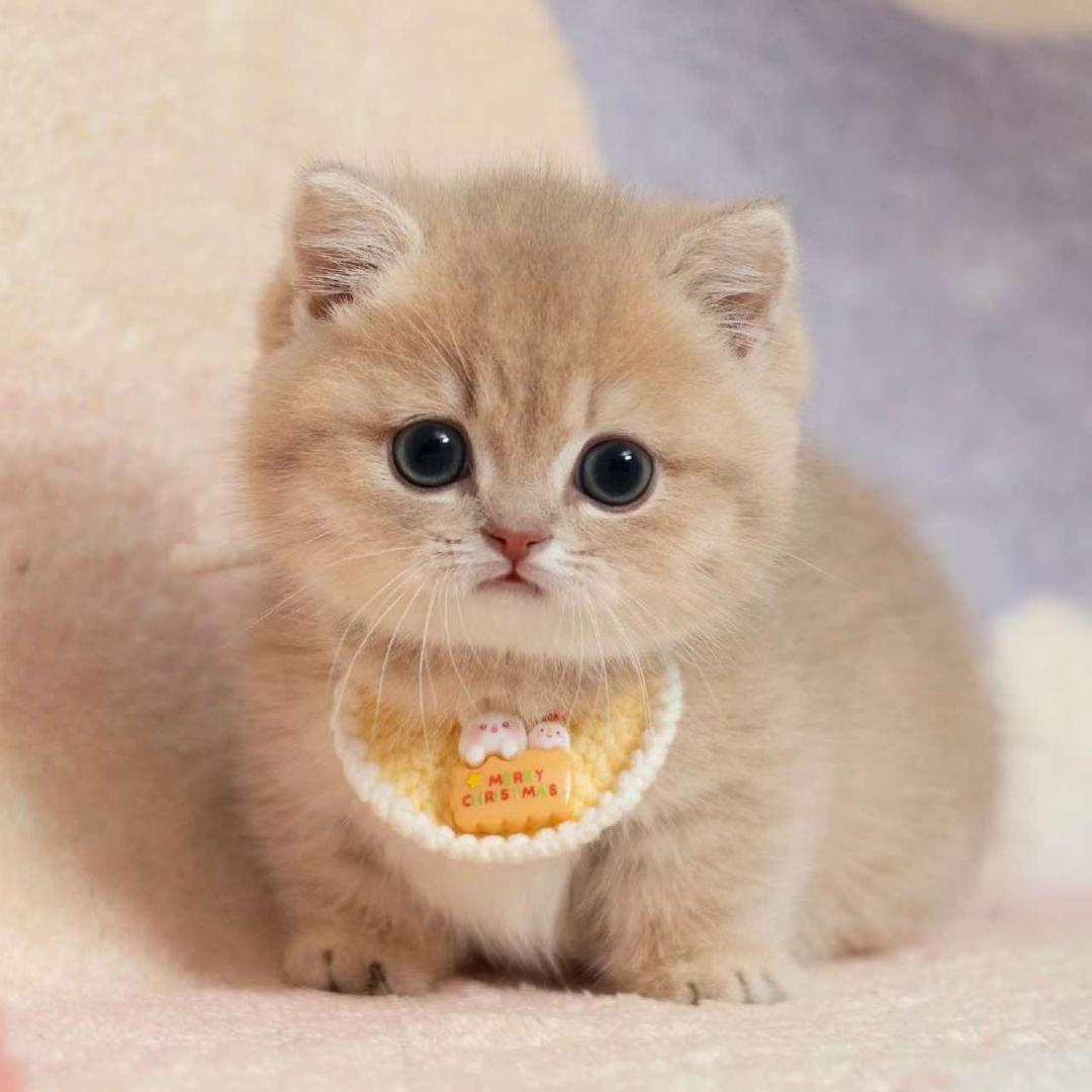 南巷猫舍