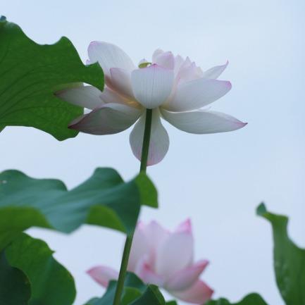 茗香茶庄(北京东路店)荆州市瑛瑶百货店