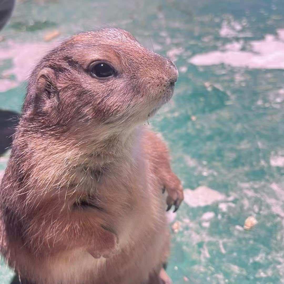 亚秘谷AMIGO宠物星球-银子