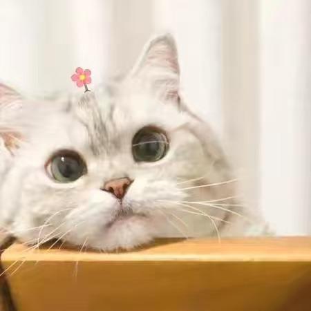 成都鲲鲸有景酒店直播号