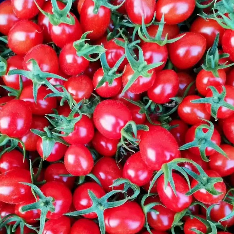 四季果香玲珑果采摘园郭哥