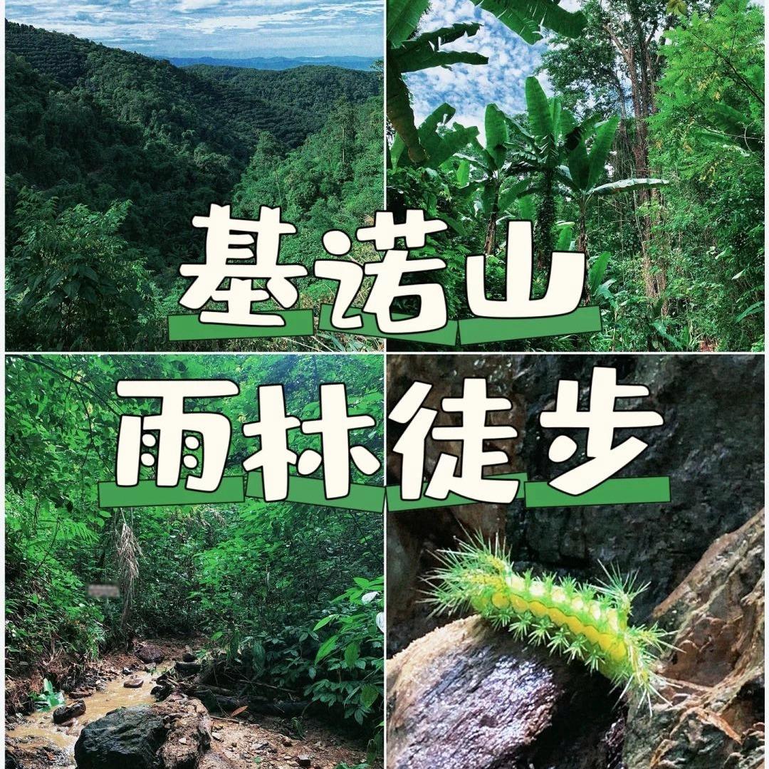 林顿版纳领队（西行者）