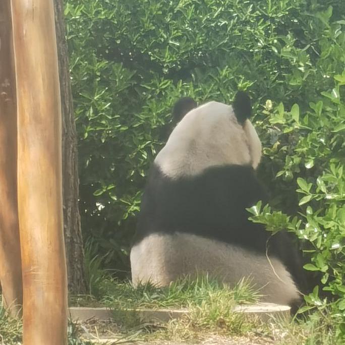 梅河口优漾酸奶