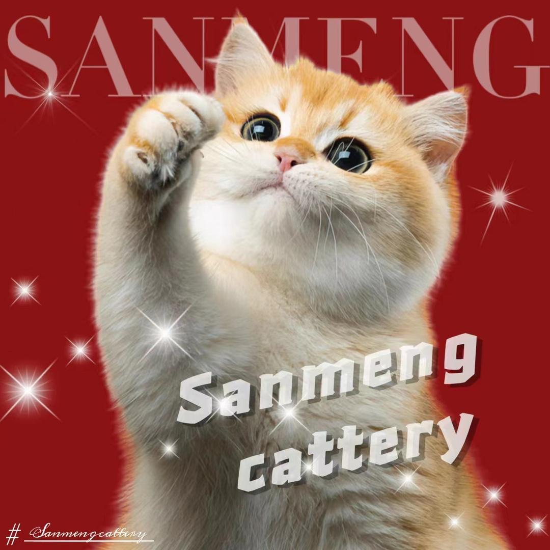 三萌猫舍