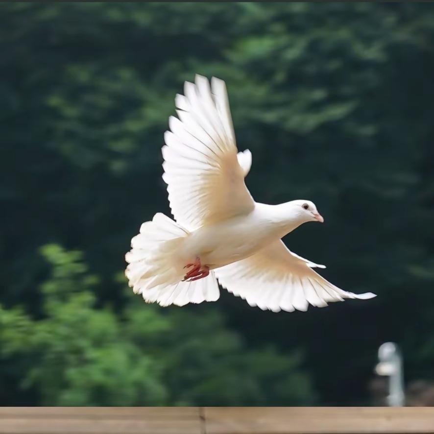 小火哥笼哥具卜傣小梁