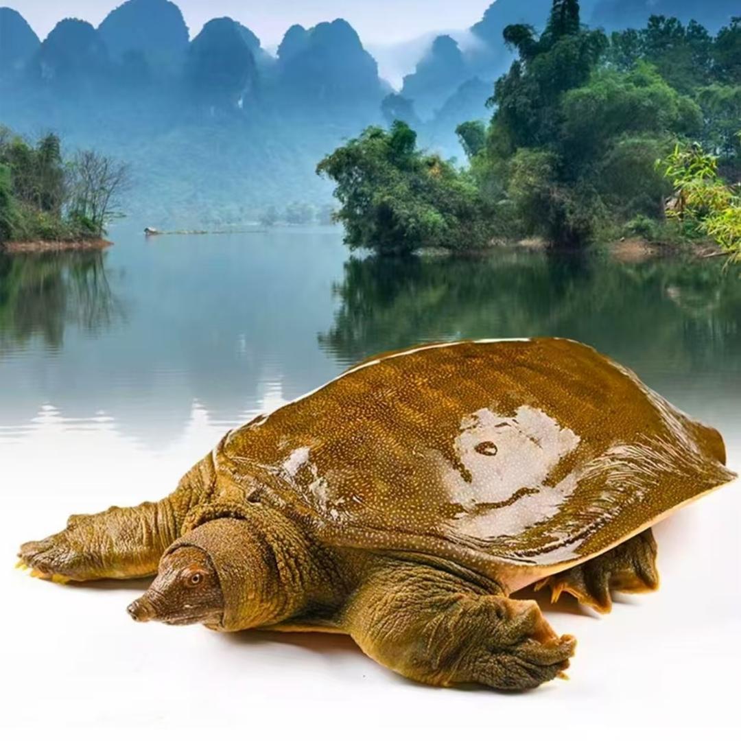 阿强带你养甲鱼-塔秒