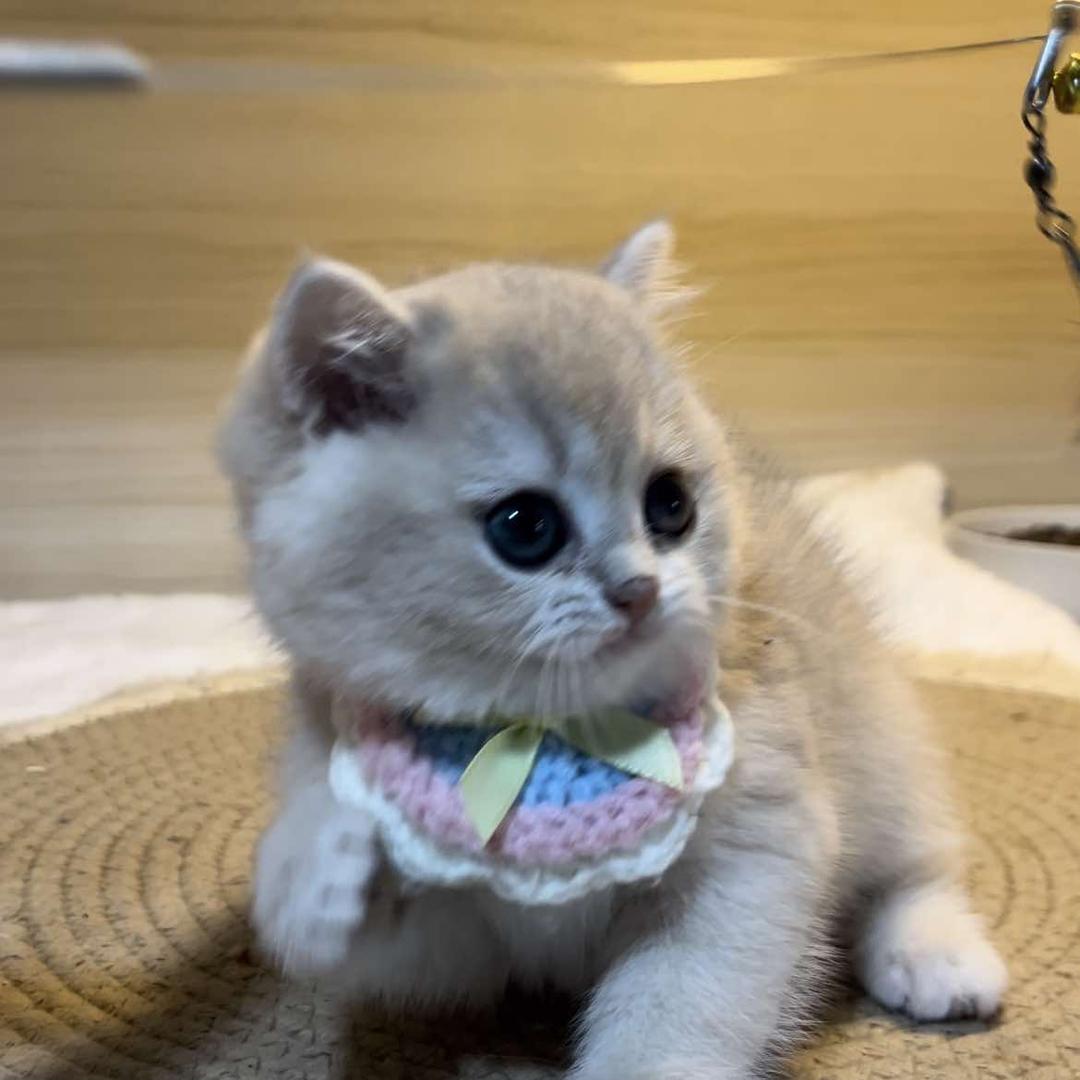 如意猫舍/自家繁育