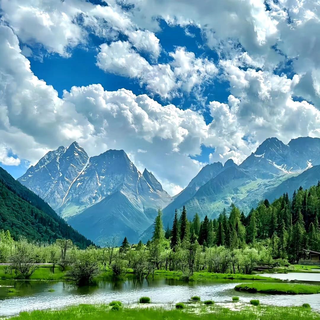 新雅棋睿电脑直播号