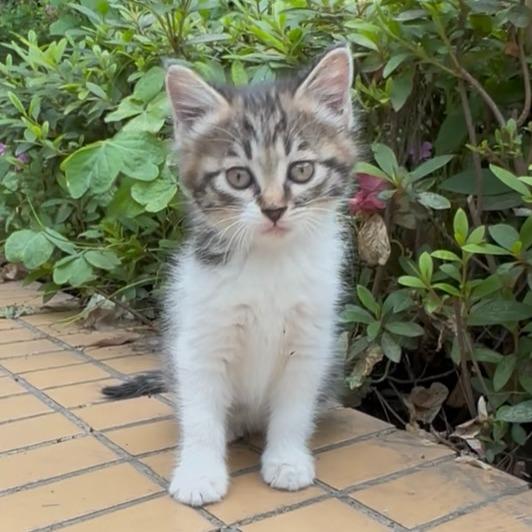 悟空是只猫