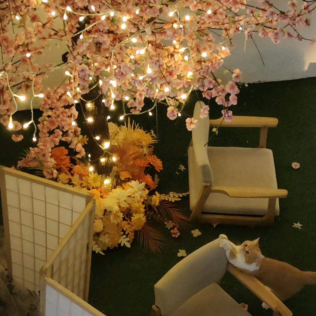 猫董小院