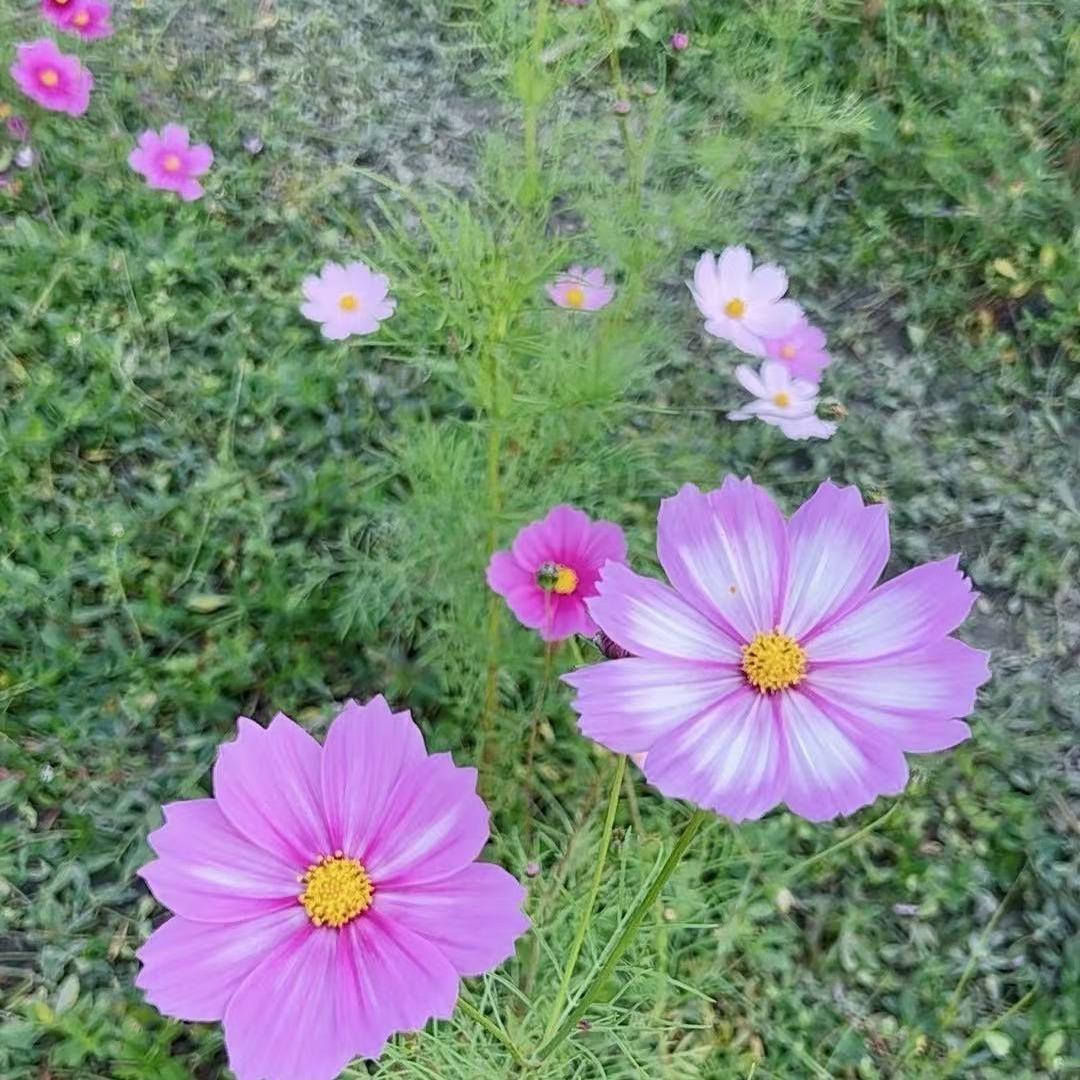 和润佳生活超市(青年路店)和润佳婷婷直播号