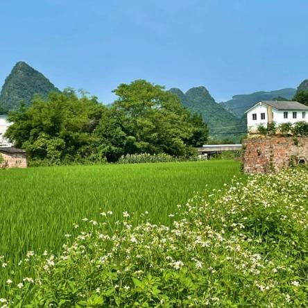 问道佑淳