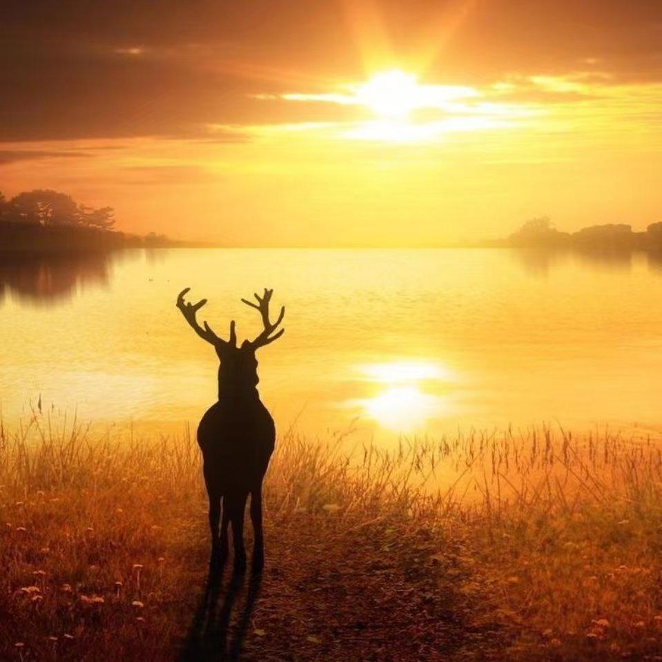 娟侯柳大金百年回馈专场