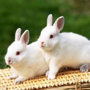 实力担当的直播号