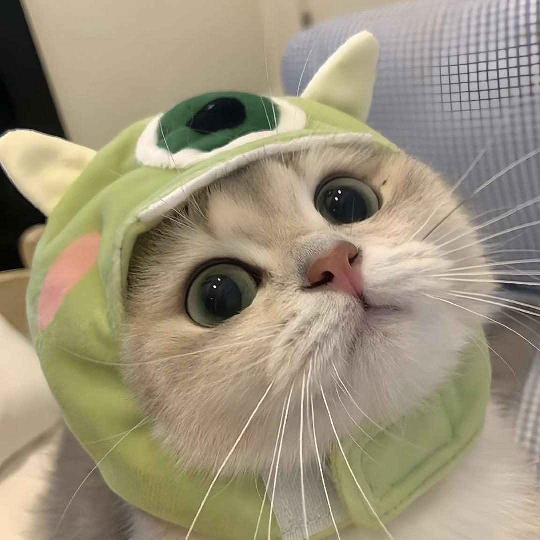 爱宠猫咖