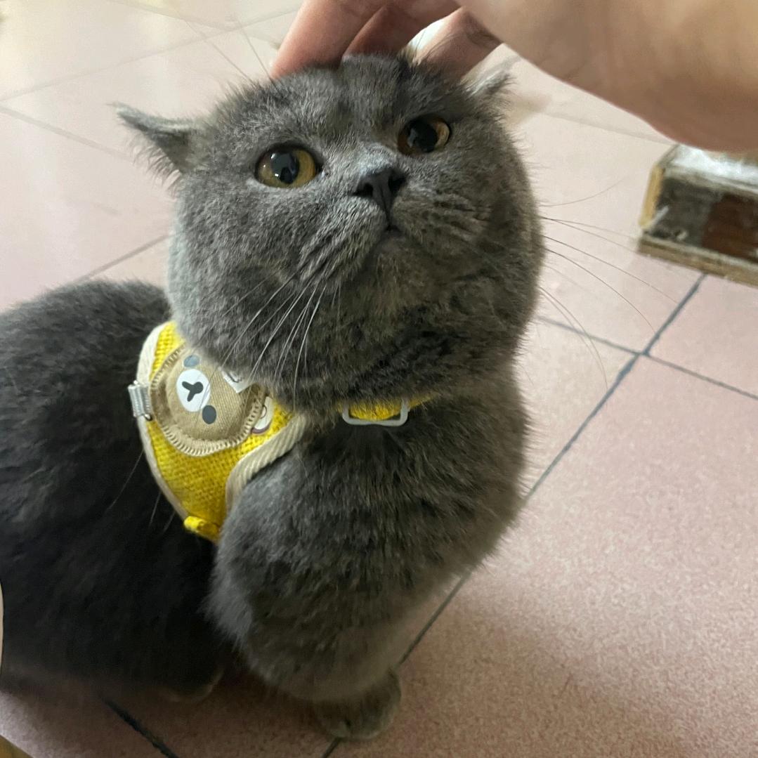 猫影汉服茶舍官方号