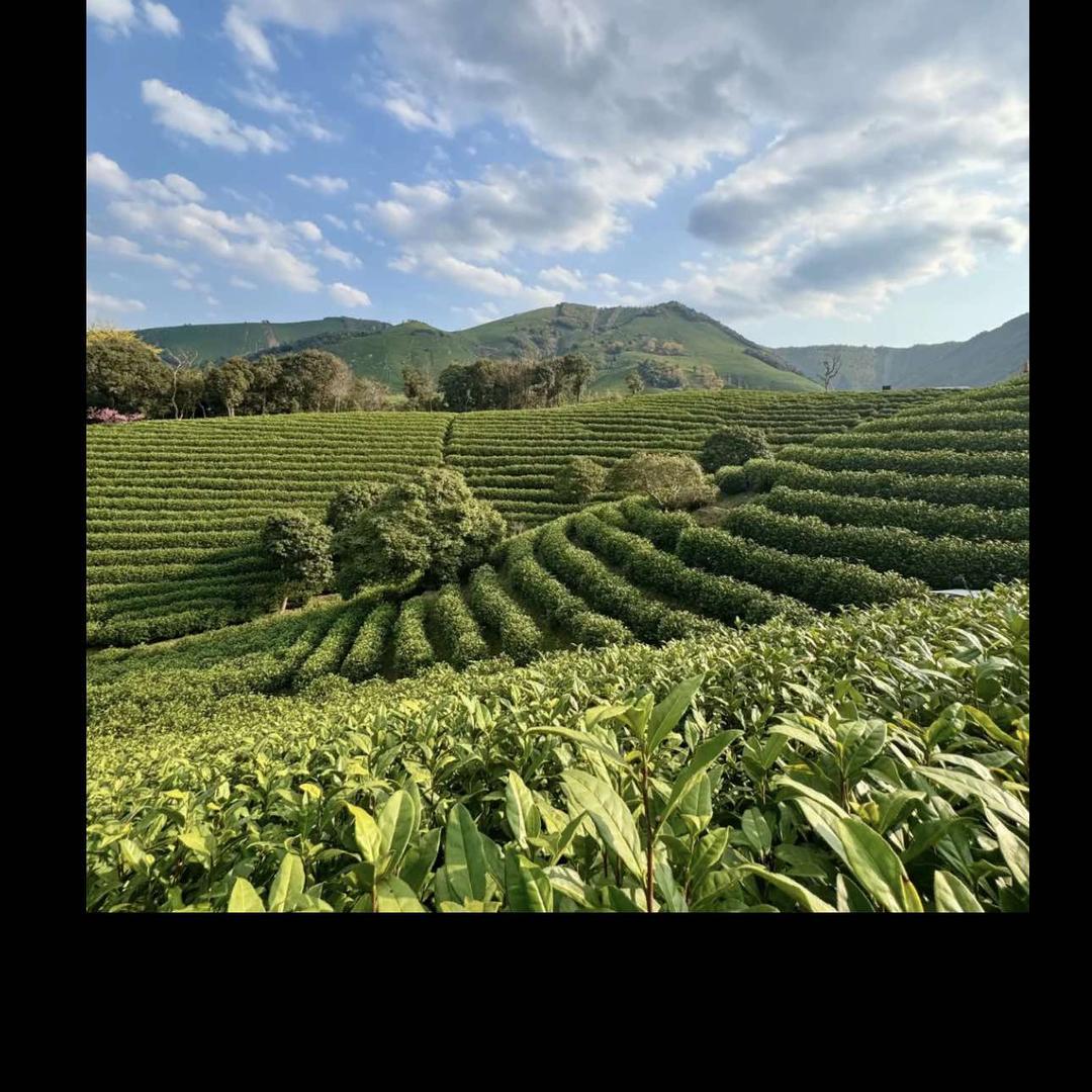 和州茶王体验店