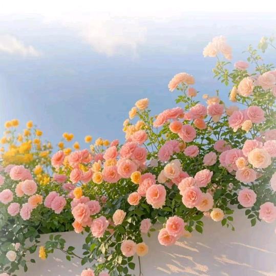 话强beimo直播号