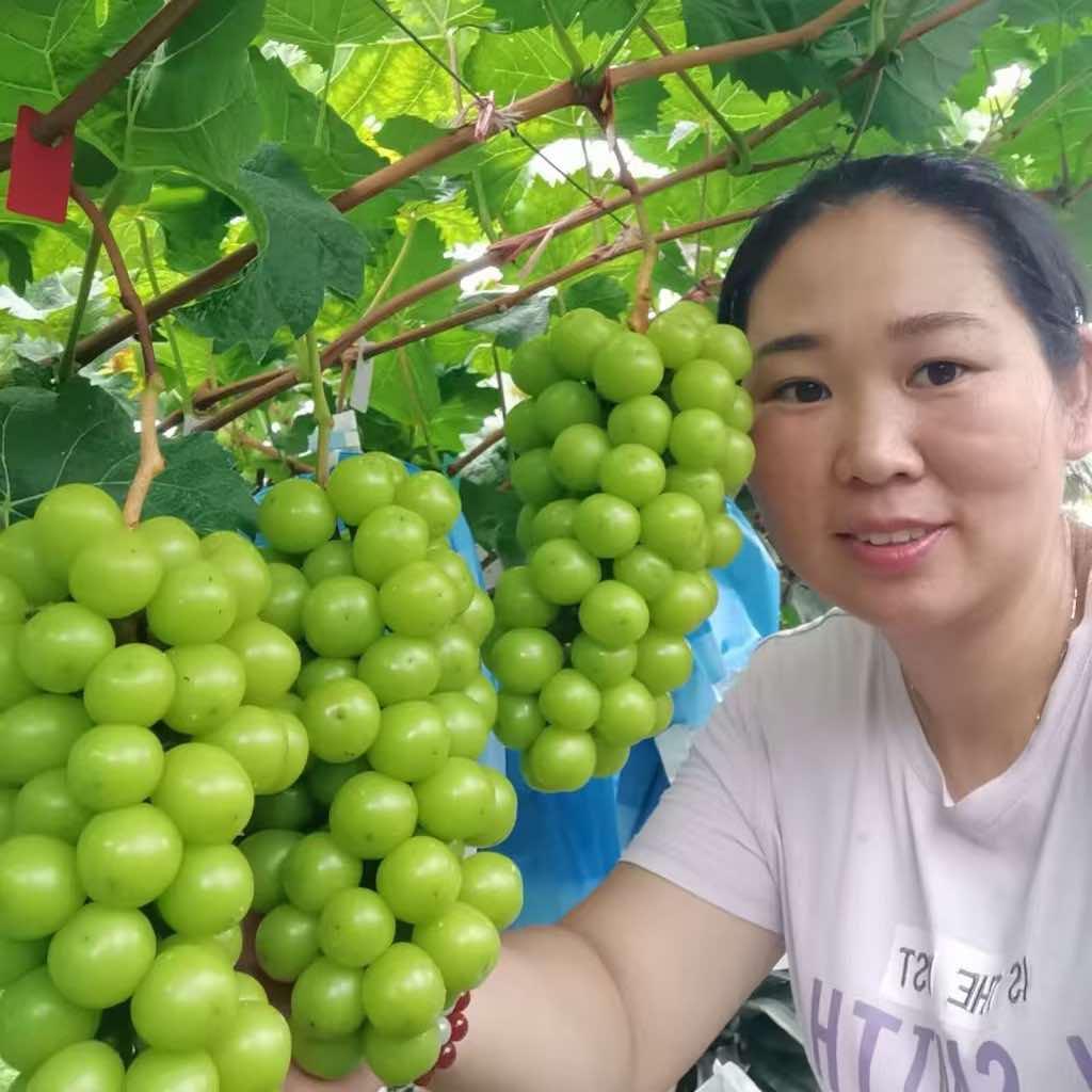 东莞市潢涌藤香生态葡萄园官方号