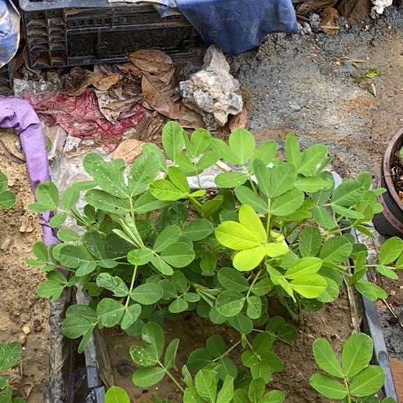 馨碓小米百货号