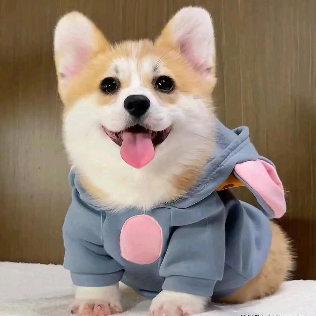 柯基犬舍