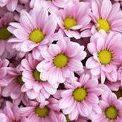 衣花家寻巧百货店