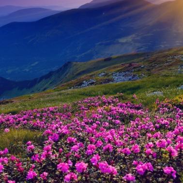 广州丹闼酒店官方直播号