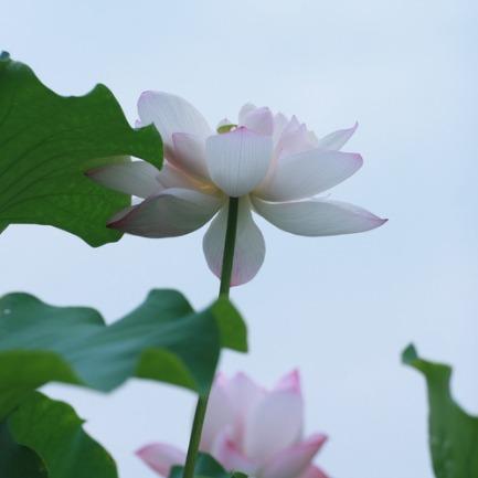 优衣品选莫茉释放直播号