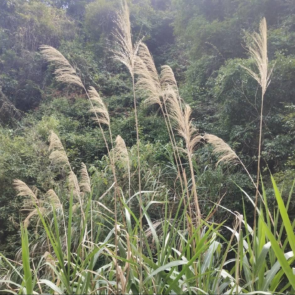 健山经营14号