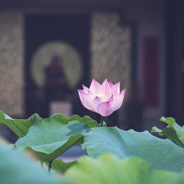 创新胜锐 果咩-宠粉号