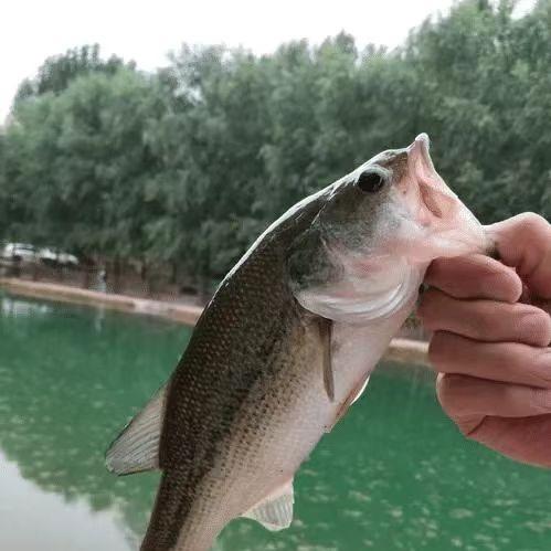 昆明萌趣橡胶铺王生直播号