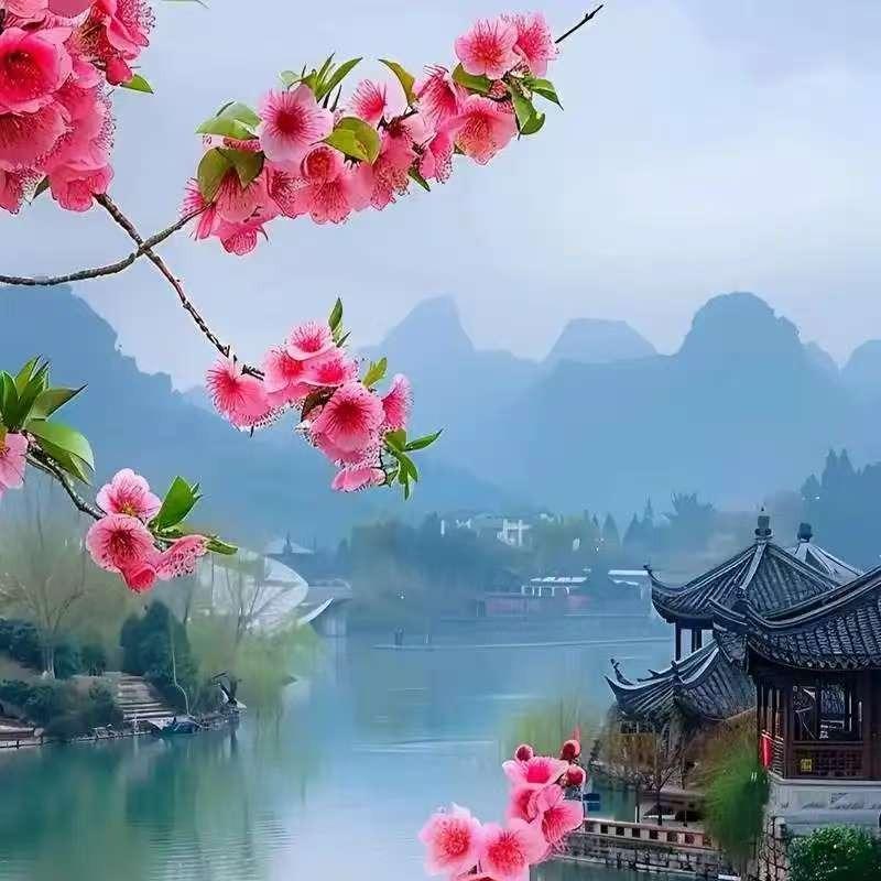 舟舟的直播号