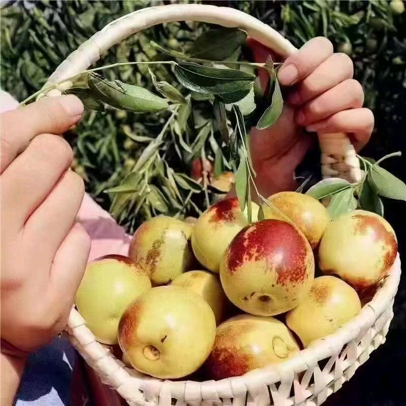 乐悠果园(冬枣采摘园)官方号