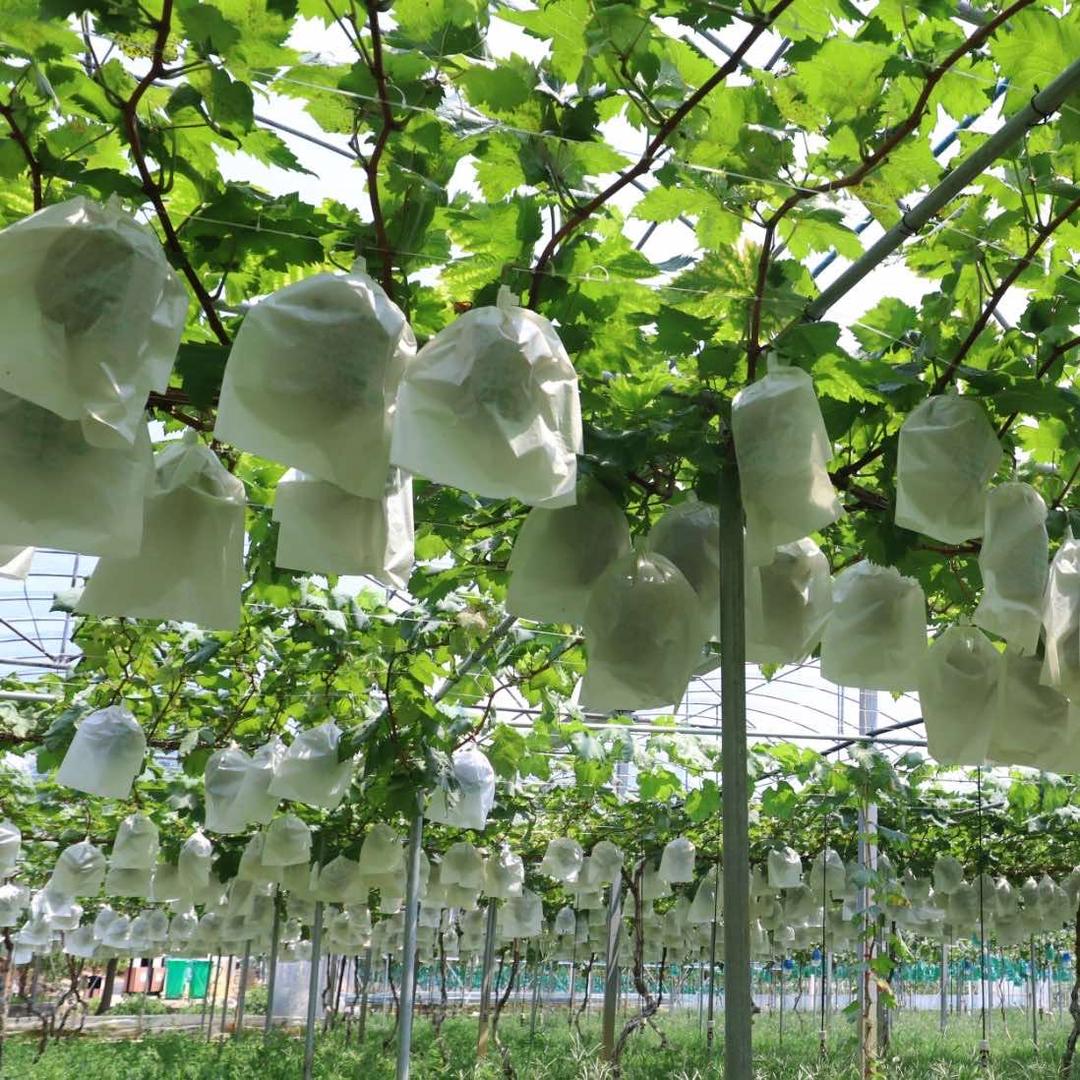 黎明生态葡萄园官方号