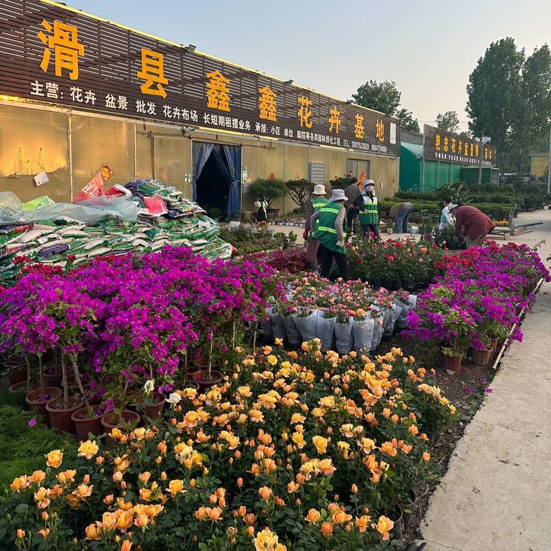 滑县鑫鑫花卉基地