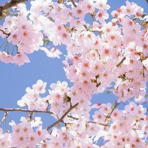 九江扬美家居销售有限公司